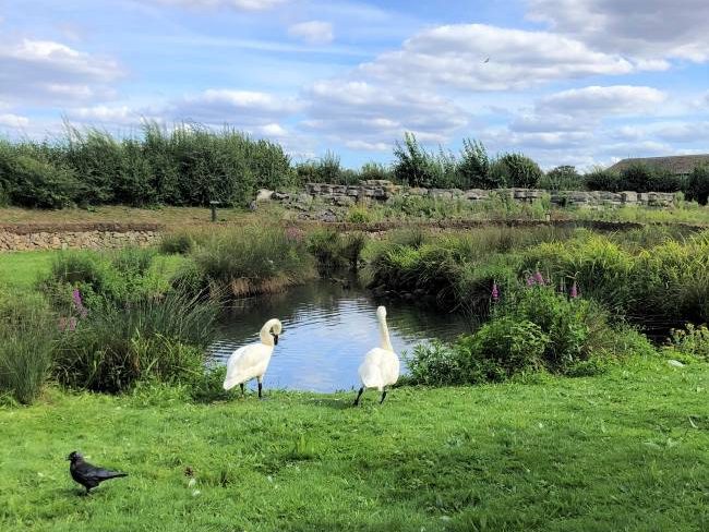 Wetlands Centre Barnes