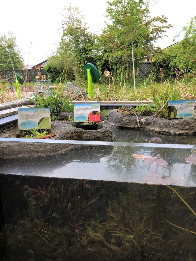 Pond Zone at London Wetland Centre Barnes