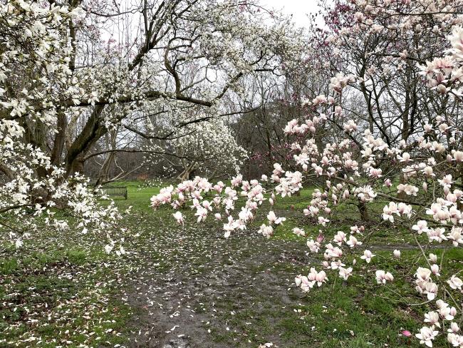 Magnolia Grove Kew Gardens London