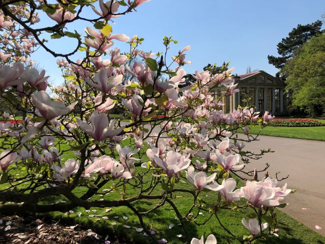 Magnolia Kew Gardens London