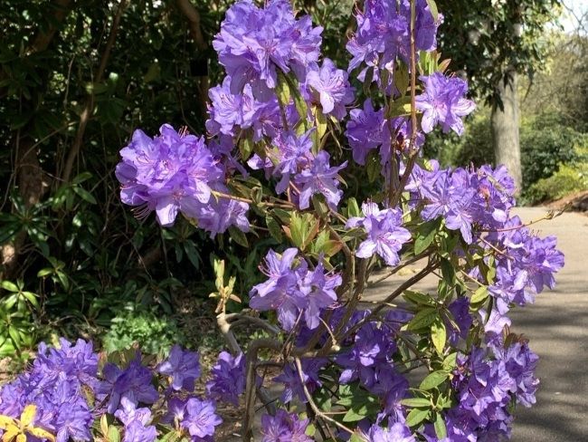 Rhododendron Dell Kew Gardens London