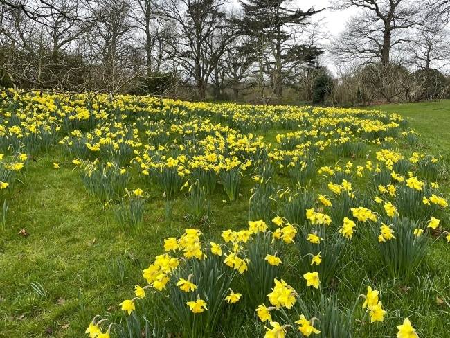 Spring at Kew Gardens Daffodils