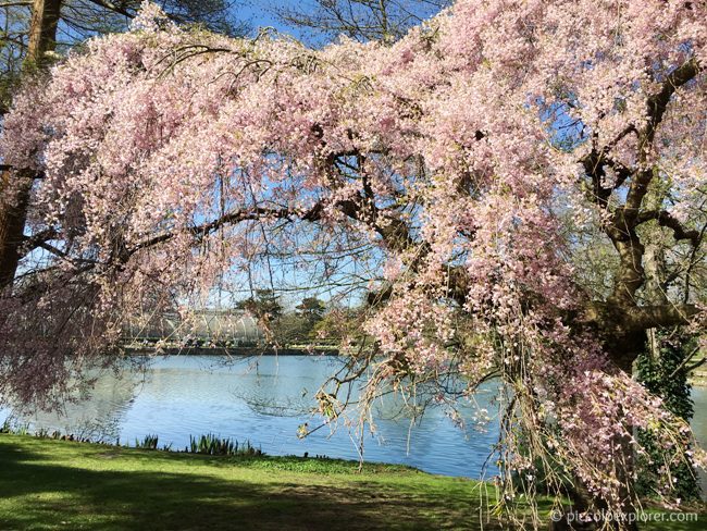 Spring at Kew Gardens London