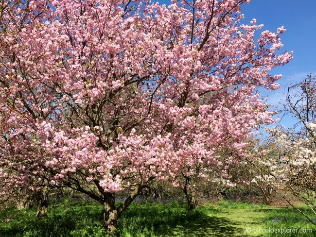 Spring at Kew Gardens London