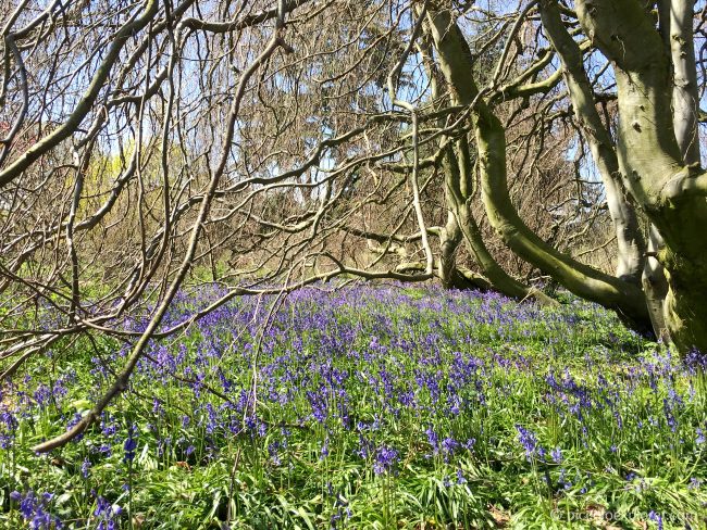 Spring at Kew Gardens 