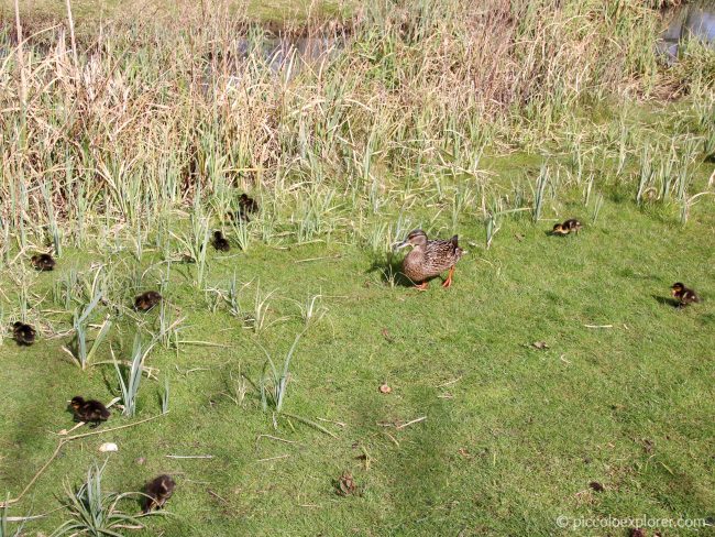 WWT London Wetland Centre Barnes