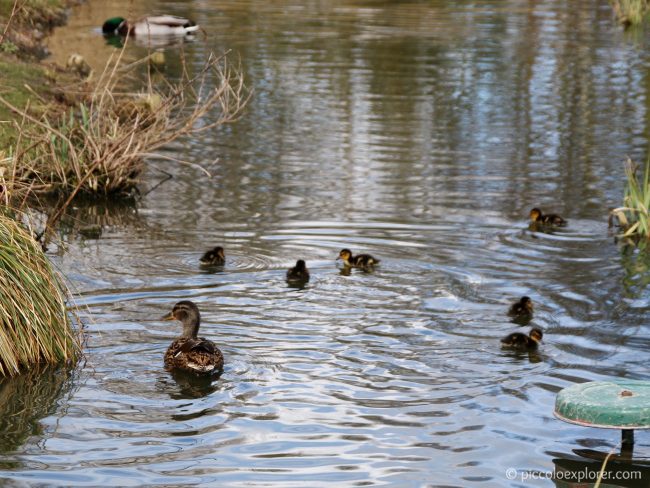 WWT London Wetland Centre Barnes