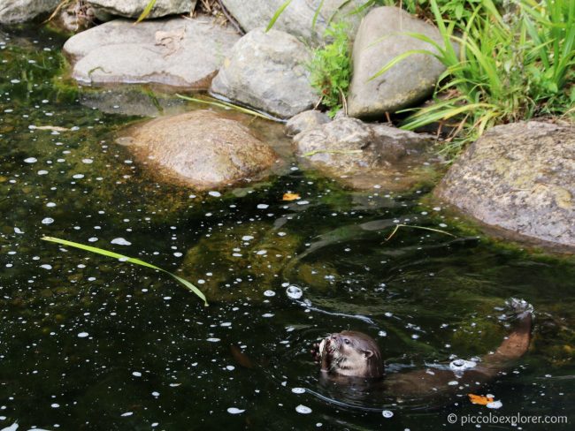 WWT London Wetland Centre Barnes