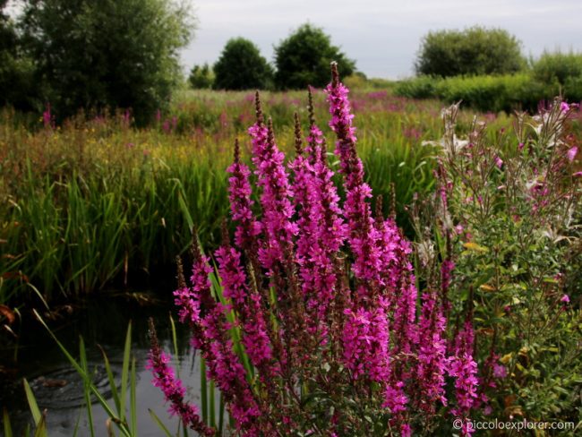 WWT London Wetland Centre Barnes