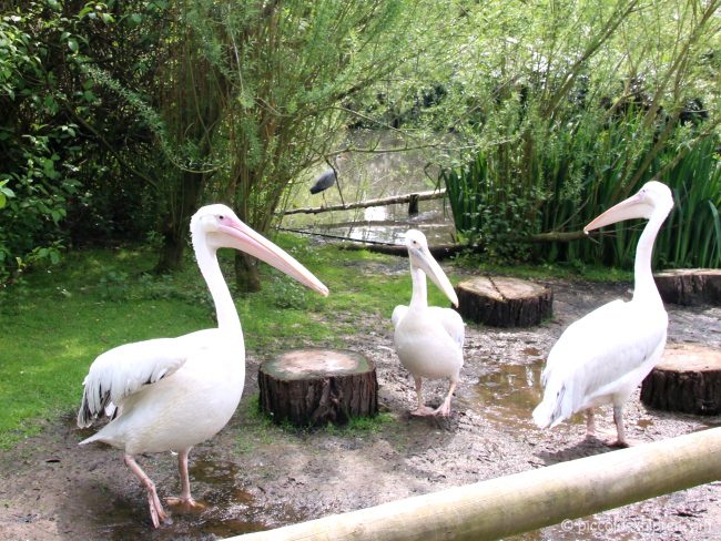 Pelicans at Birdworld