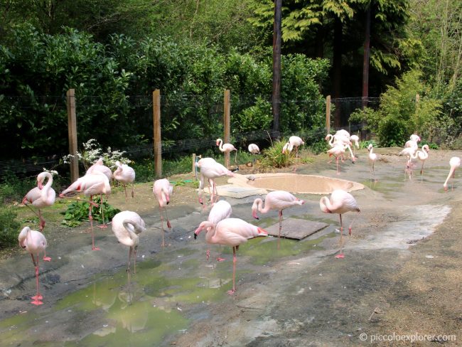 Flamingoes at Birdworld