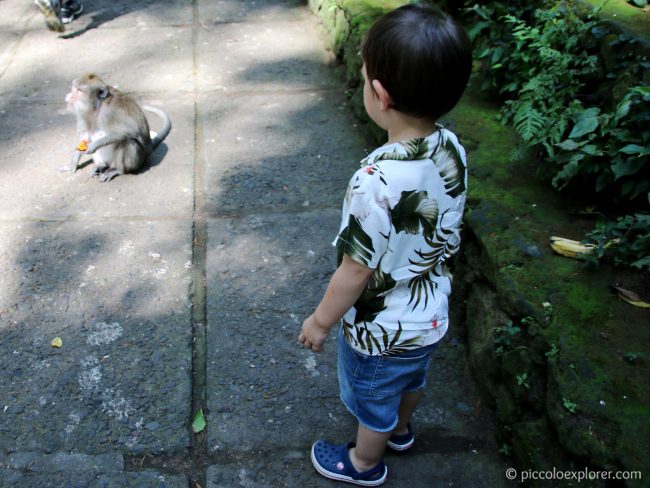 Ubud Monkey Forest