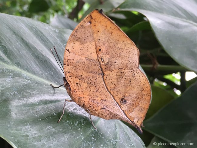 Leaf Butterfly at ZSL London Zoo