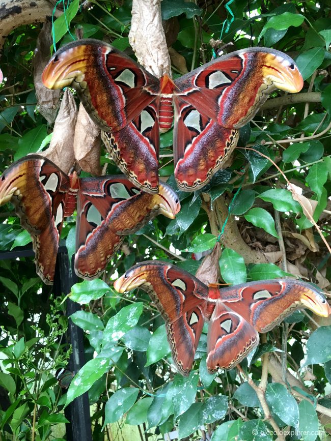 Atlas Moths at ZSL London Zoo