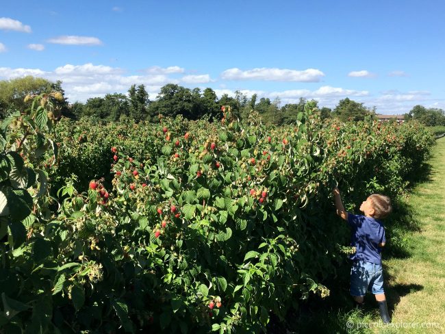 Garsons Pick Your Own Farm Surrey