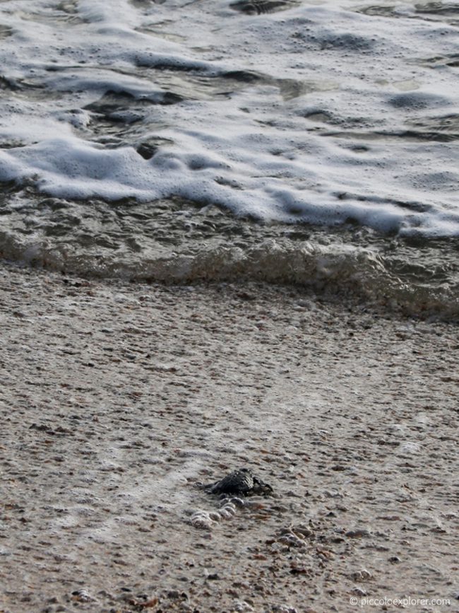 Sea Turtle Release - Kuta Beach Bali