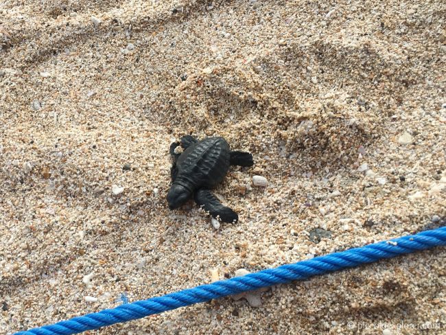 Sea Turtle Release - Kuta Beach Bali