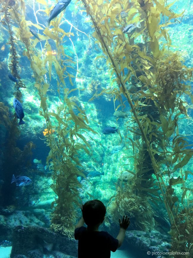Birch Aquarium at Scripps, La Jolla San Diego CA