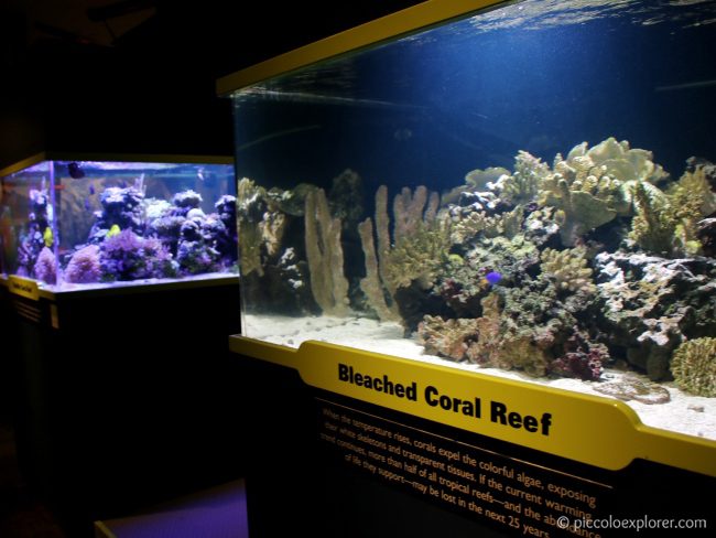 Birch Aquarium at Scripps, La Jolla San Diego CA