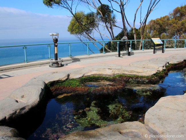 Birch Aquarium welcomes ravioli-sized big skate babies - La Jolla Light