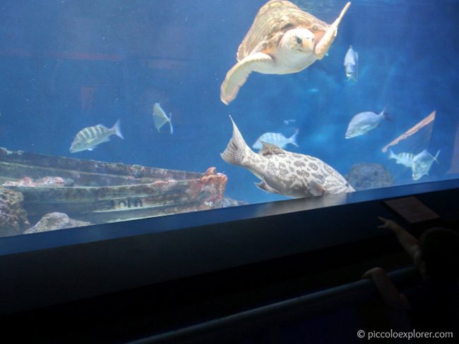 Sea Turtle at Birch Aquarium at Scripps La Jolla CA