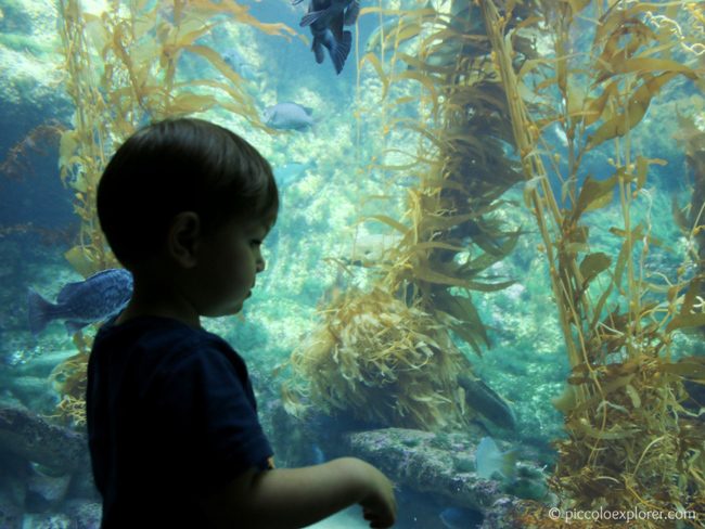 Birch Aquarium at Scripps Kelp Tank, La Jolla CA