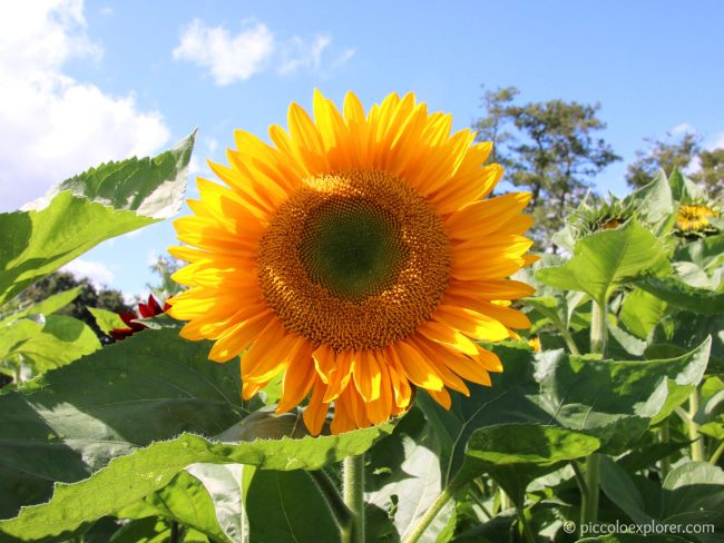 Sunflower, Garsons Farm, Surrey