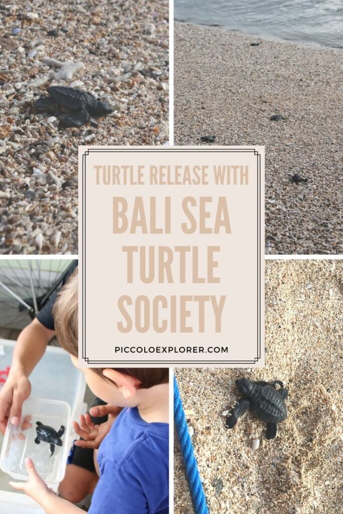 Turtle Release Bali Sea Turtle Society