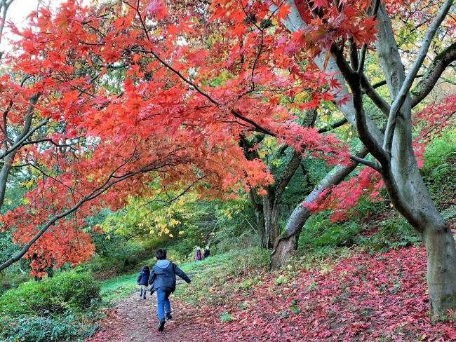 Winkworth Arboretum Autumn Colours