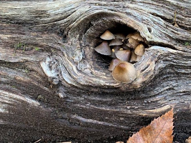 Mushrooms autumn 