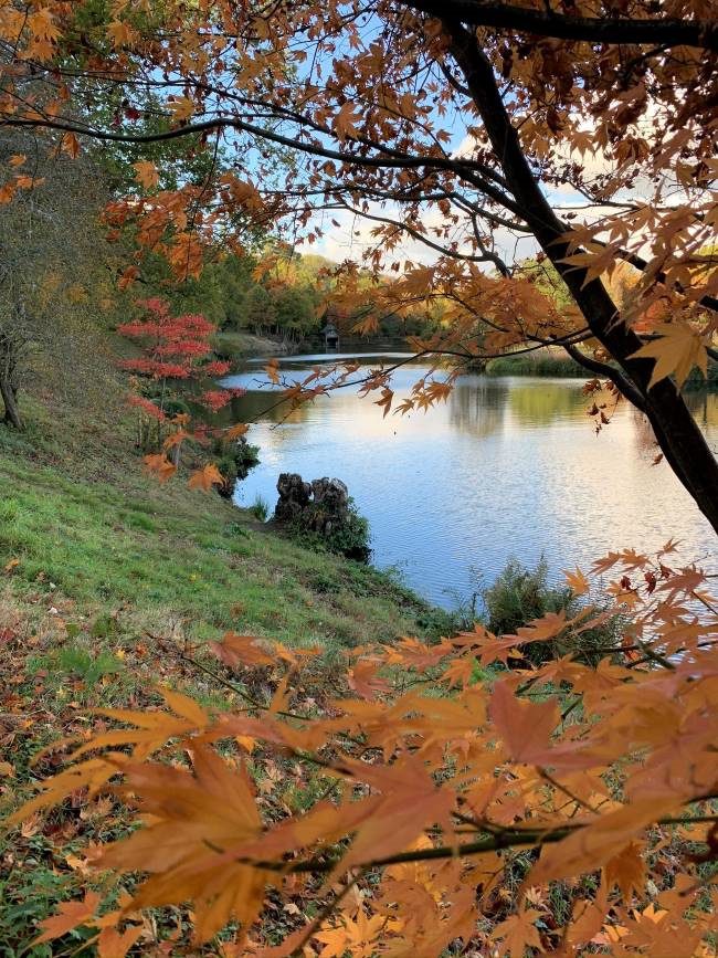 Autumn Foliage Surrey