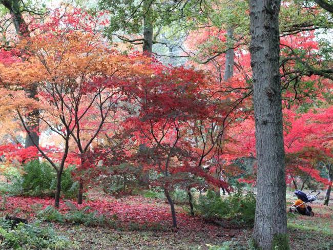 윙크워스 수목원(Winkworth Arboretum) 주변의 가을 산책