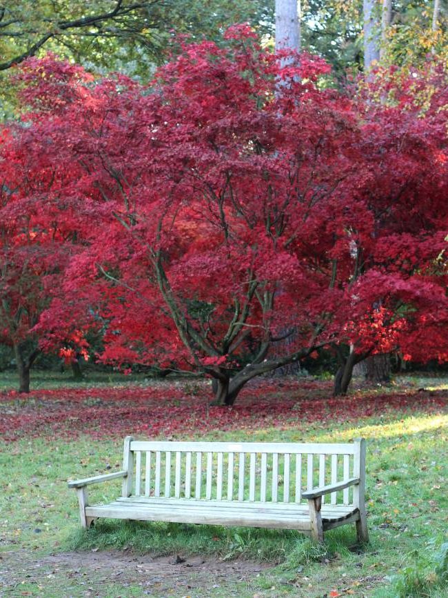 Red maple tree Winkworth Arboretum