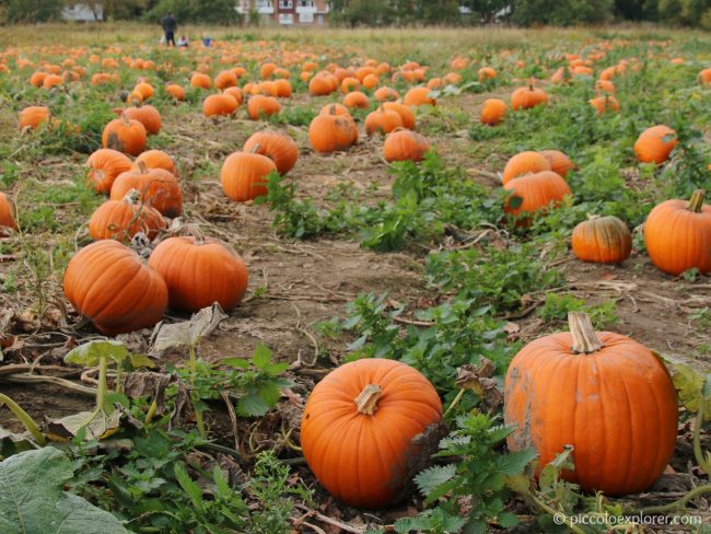 Garsons Farm Pumpkin Patch Surrey