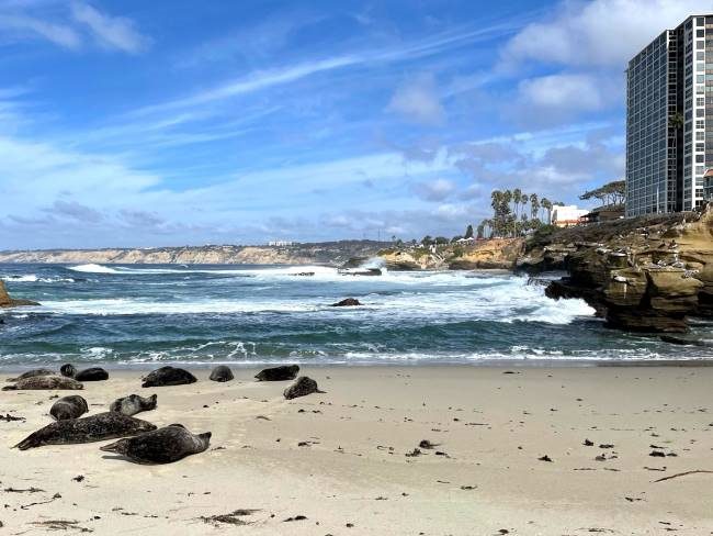 Childrens Pool Beach La Jolla