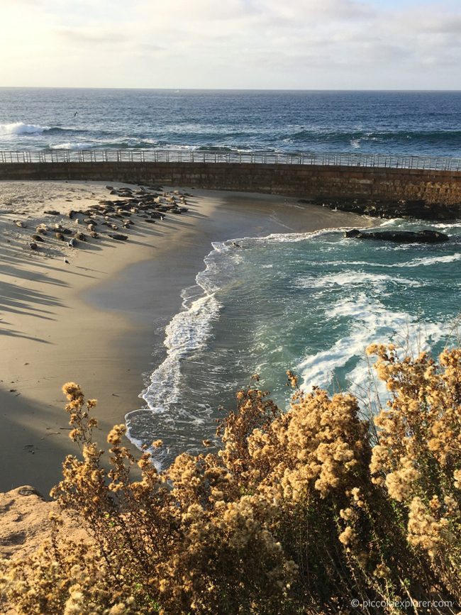 Seals at Children's Pool Beach, La Jolla, CA