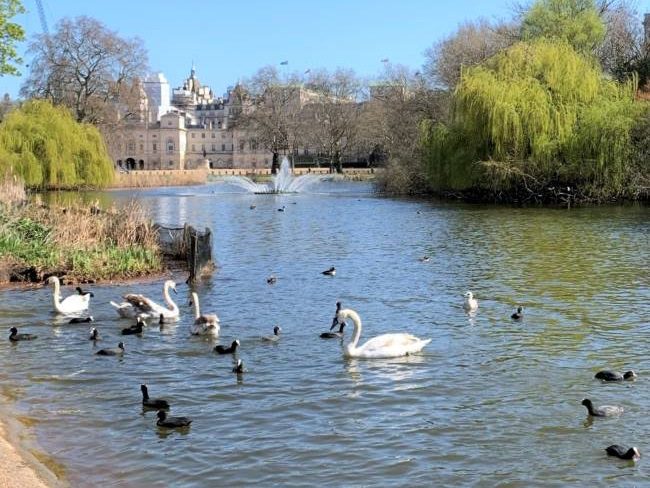 Birds at St James's Park Lake London