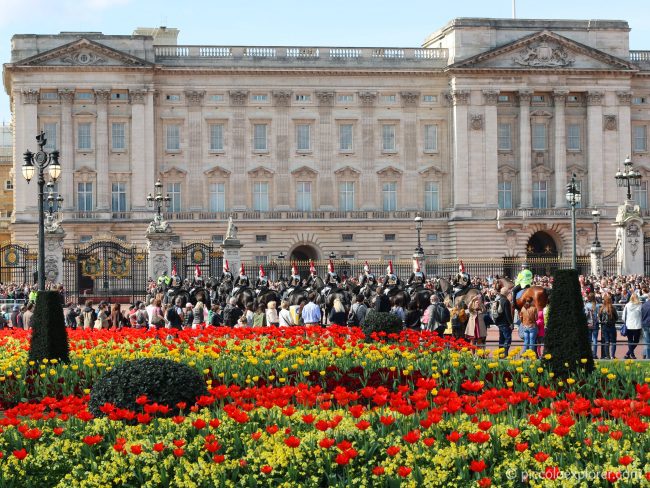 Tulips at Buckingham Palace, London