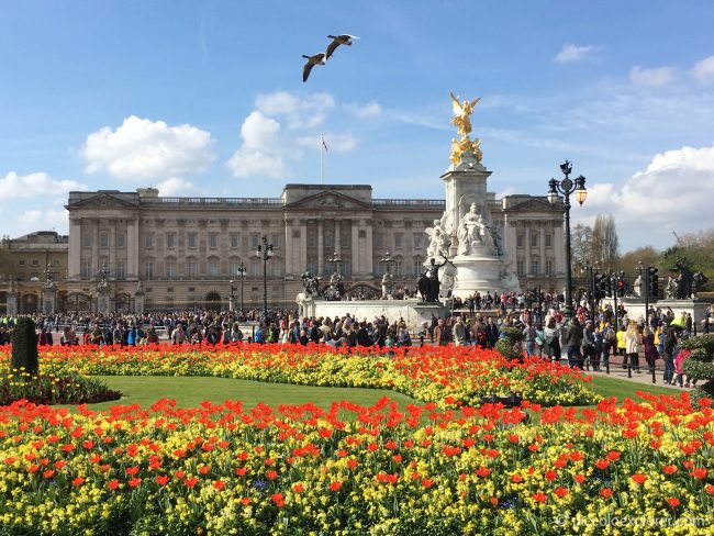 Tulips at Buckingham Palace, London