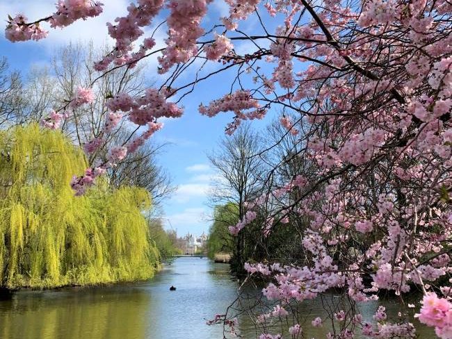 Cherry Blossoms St James's Park London