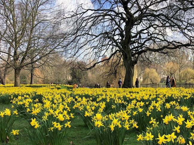 Daffodils in St James's Park