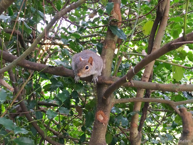 Squirrel in Kensington Gardens, London