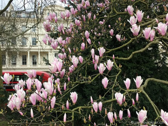 Magnolia Tree in Kensington Gardens, London
