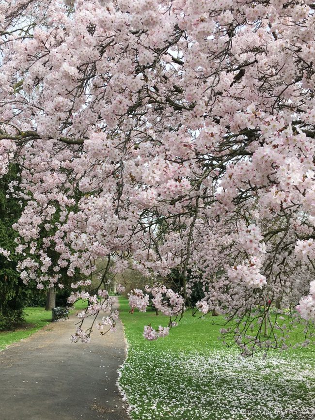 Blossom Tree in Kensington Gardens, London