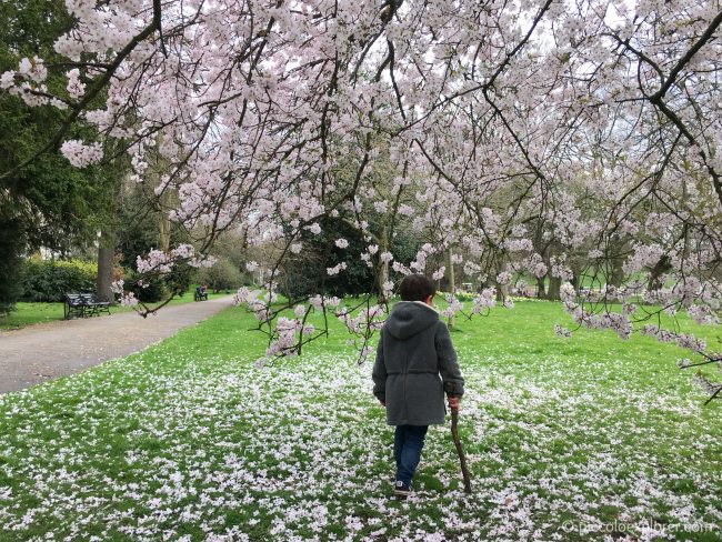 Blossom Tree in Kensington Gardens, London