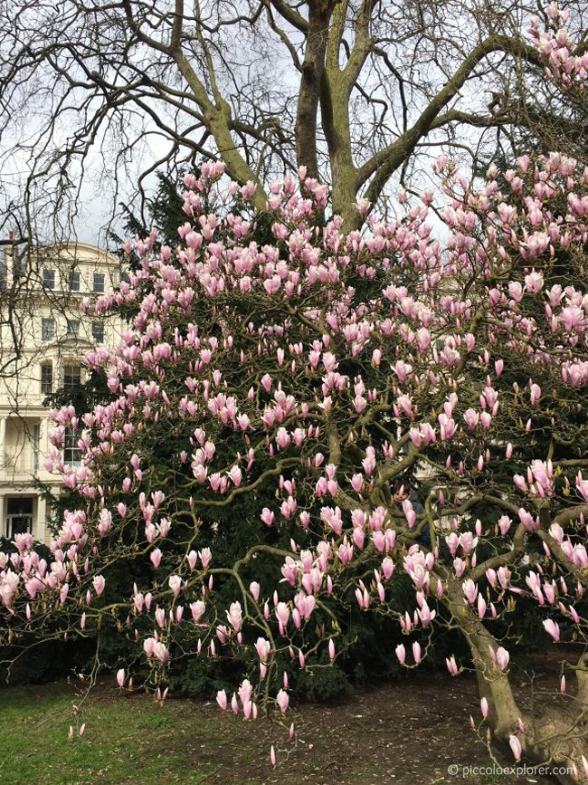 Magnolia Tree in Kensington Gardens, London