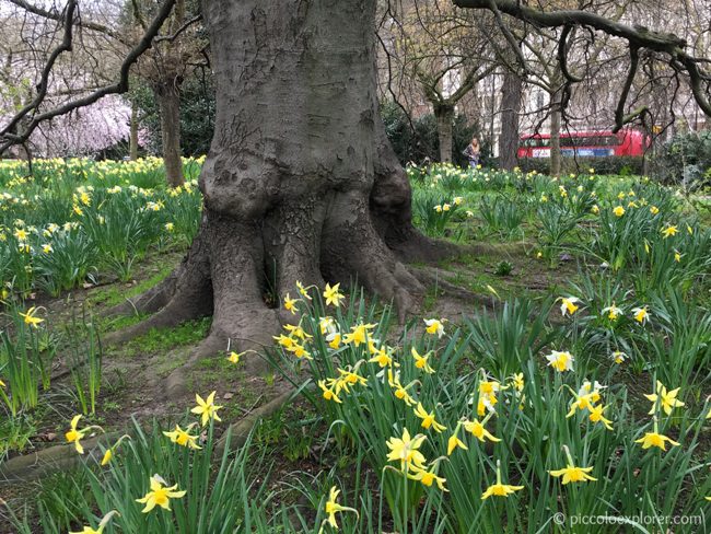 Daffodils in Kensington Gardens, London