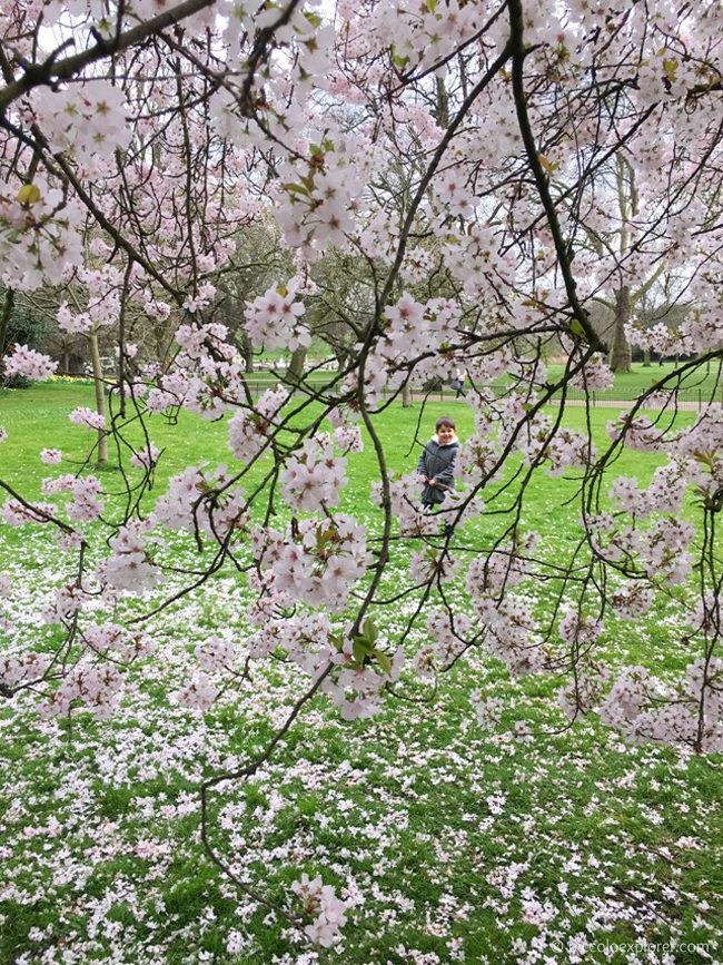 Blossom Tree in Kensington Gardens, London