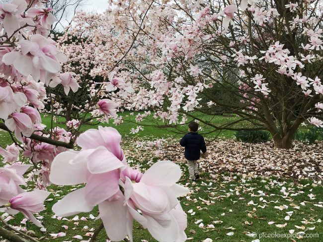 Magnolia Trees at Kew Gardens, London