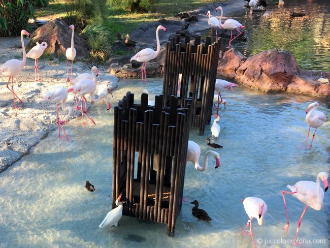 Flamingos at Animal Kingdom Lodge, Orlando
